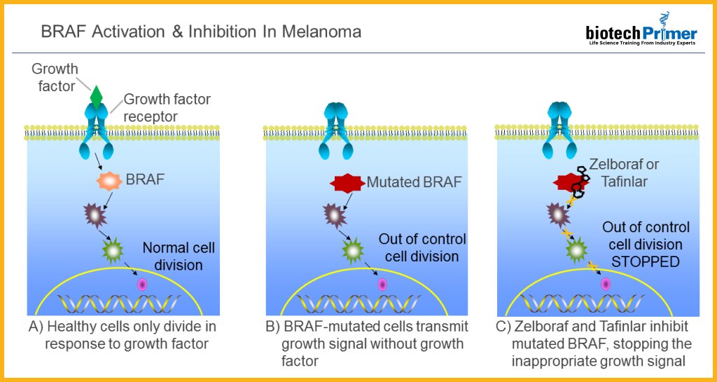 BRAF activation & inhibition in melanoma