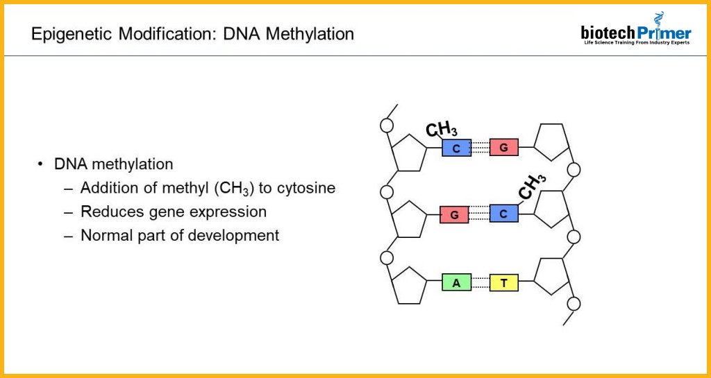 DNA methylation