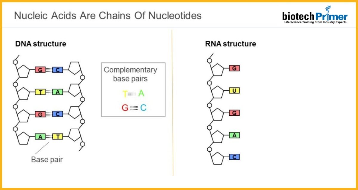 Nucleic acids are chains of nucleotides